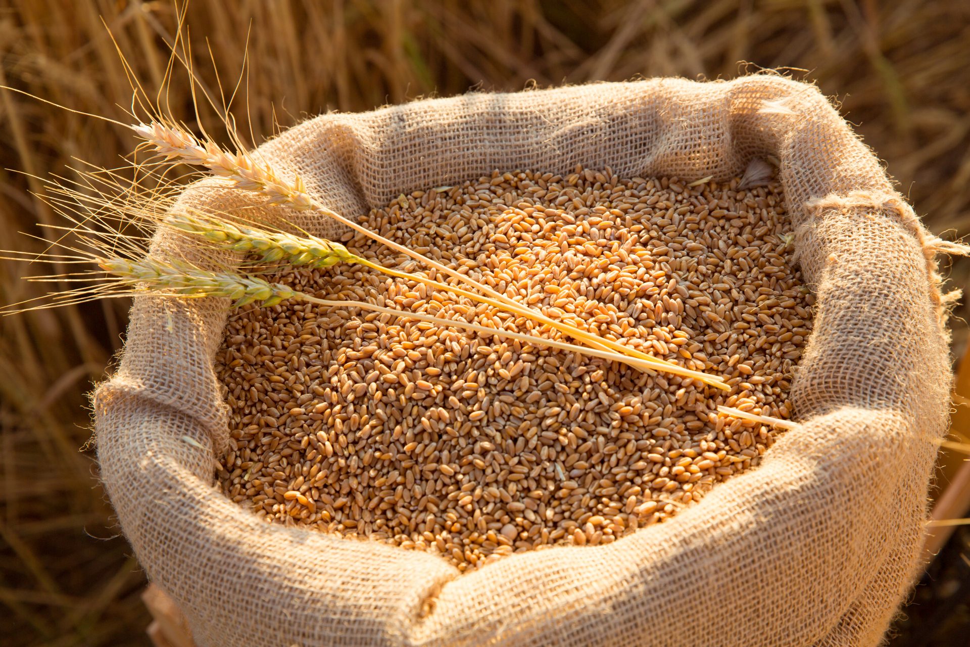 canvas-bag-with-wheat-grains-and-mown-wheat-ears-in-field-at-sunset-concept-of-grain-harvesting-in-agriculture