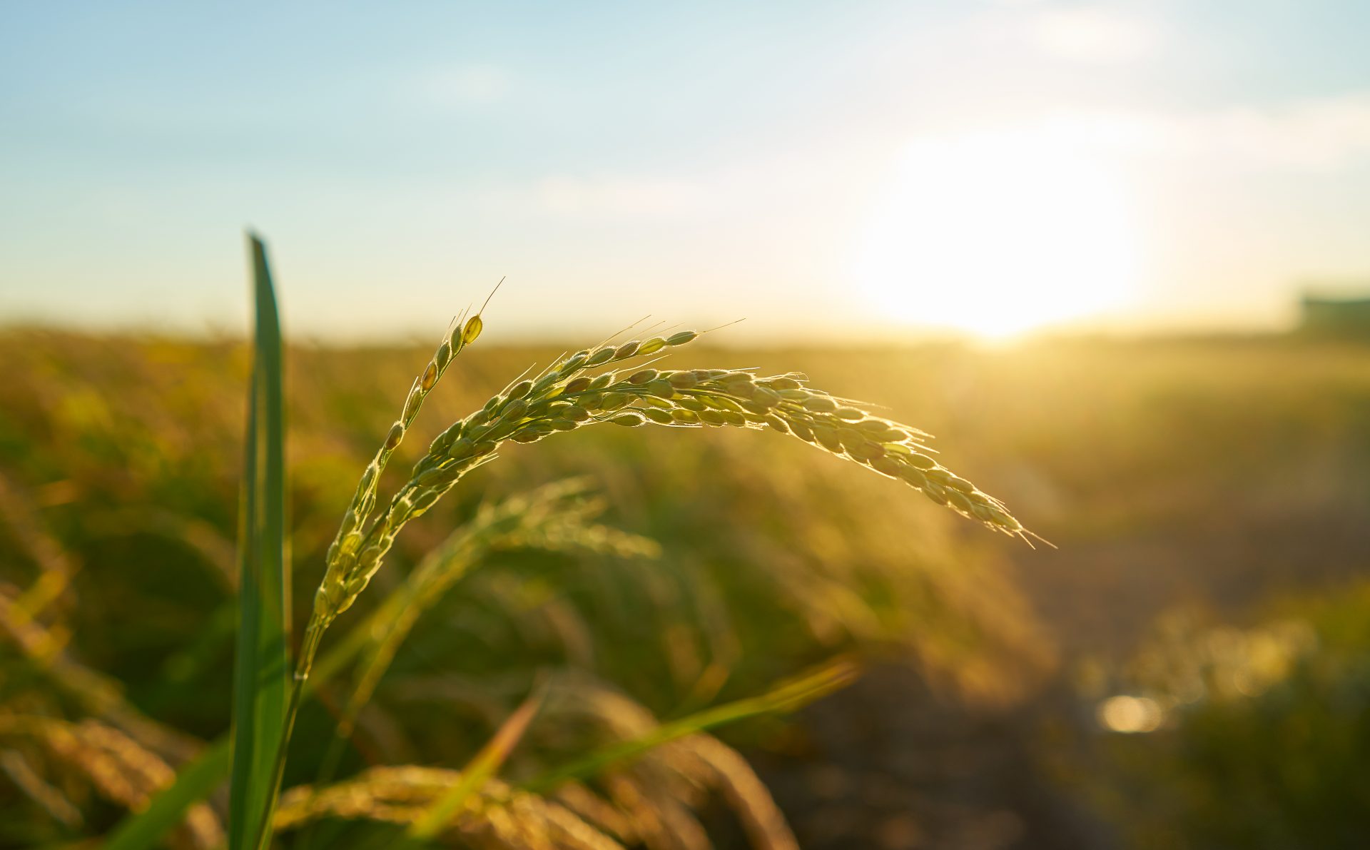 detail-of-the-rice-plant-at-sunset-in-valencia-with-the-plantation-out-of-focus-rice-grains-in-plant-seed